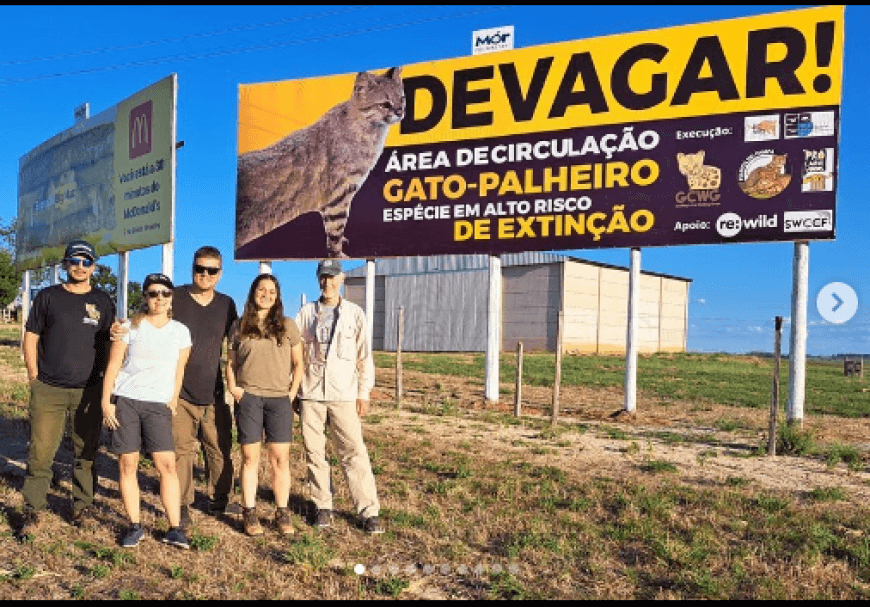 Outdoor de ALERTA RISCO DE EXTIN&Ccedil;&Atilde;O GATO PALHEIRO!